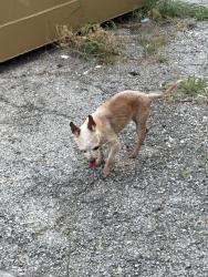 Found/Stray Female Dog last seen 11th and Peoria, Tulsa, OK 74120