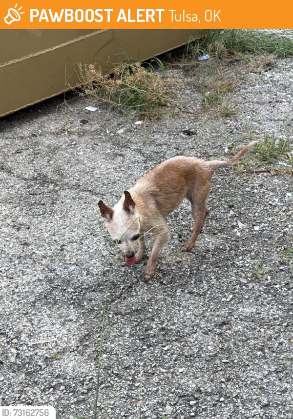 Found/Stray Female Dog last seen 11th and Peoria, Tulsa, OK 74120