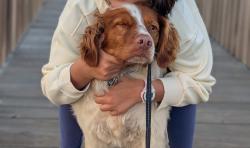 Lost Male Dog last seen Bay road & Del Norte Avenue, Menlo Park, CA 94025