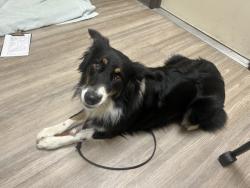 Shelter Stray Female Dog last seen Foothill Drive, Vista, CA, 92083, Oceanside, CA 92058, USA