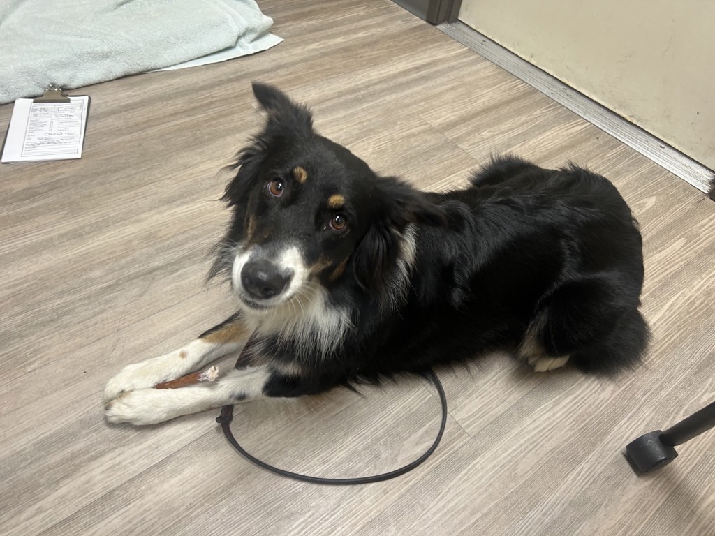 Shelter Stray Female Dog last seen Foothill Drive, Vista, CA, 92083, Oceanside, CA 92058, USA