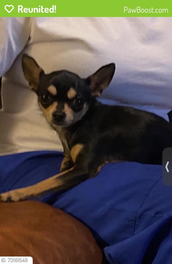 Reunited Female Dog last seen Midway and Selvitz rd, Fort Pierce, FL 34981