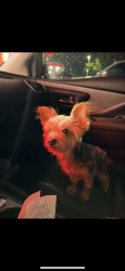 Lost Female Dog last seen Osbun st, Fort Worth, TX 76116
