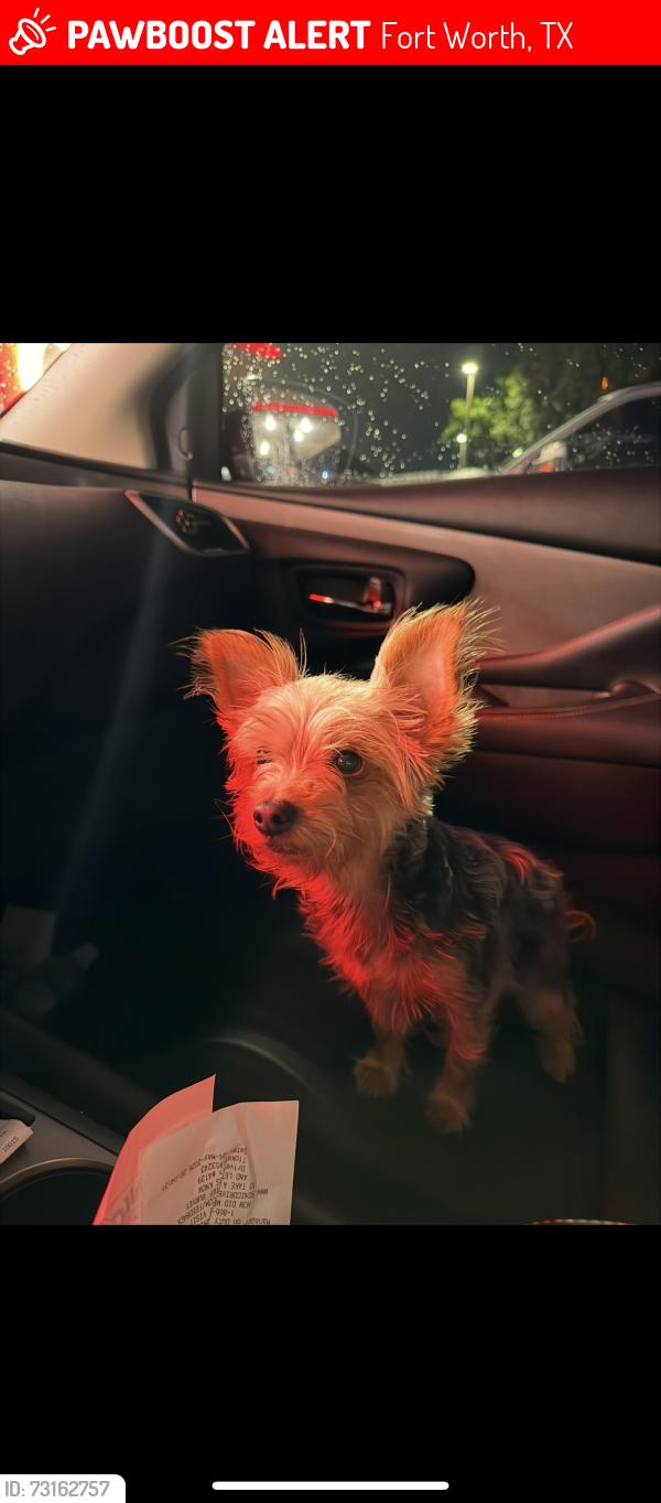 Lost Female Dog last seen Osbun st, Fort Worth, TX 76116