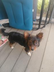 Found/Stray Male Dog last seen McClatchey Park, Sacramento, CA 95817