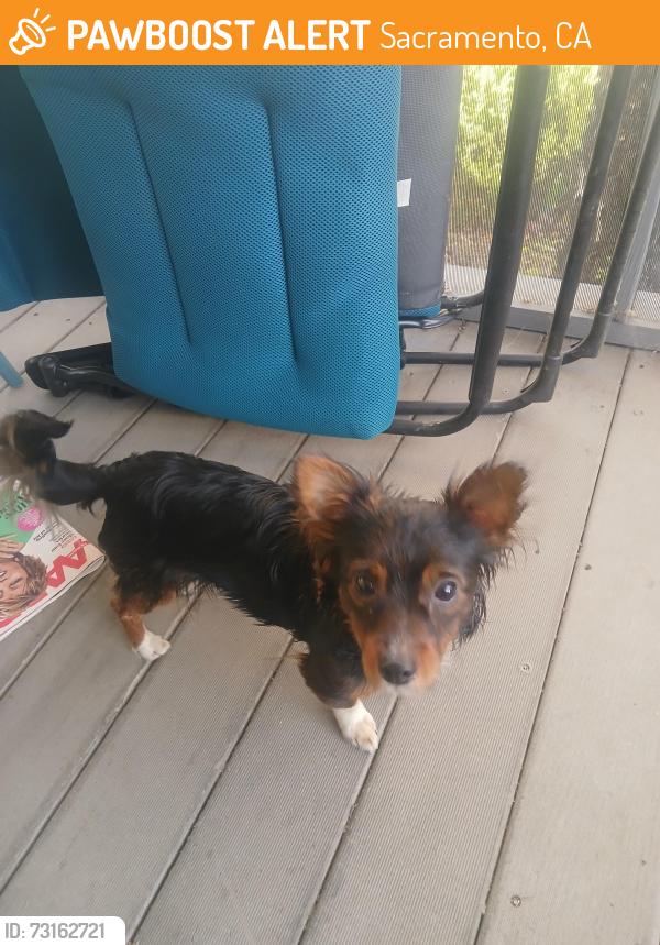 Found/Stray Male Dog last seen McClatchey Park, Sacramento, CA 95817