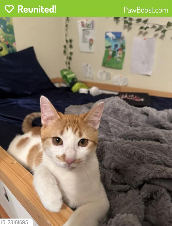 Reunited Male Cat last seen Near Country Pl Dr, Houston, TX 77079, USA, Houston, TX 77079