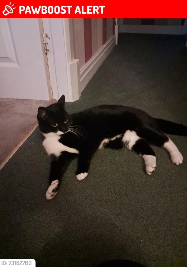 Lost Female Cat last seen Freddy Longworth, Tyldesley, England M29 8JL