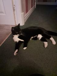 Lost Female Cat last seen Freddy Longworth, Tyldesley, England M29 8JL