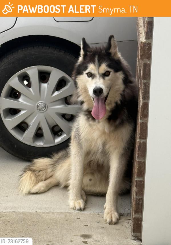 Found/Stray Male Dog last seen Amberton subdivision, Smyrna, TN 37167