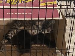 Found/Stray Female Cat last seen Rustown dr and parkhurst dr, Mesquite, TX 75150