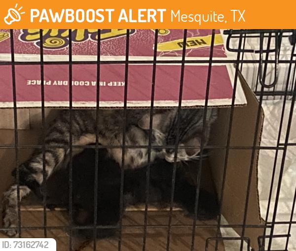 Found/Stray Female Cat last seen Rustown dr and parkhurst dr, Mesquite, TX 75150