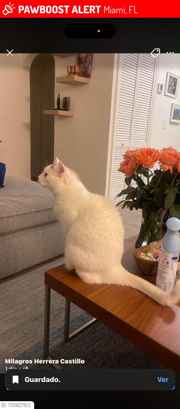 Lost Female Cat last seen hse, Miami, FL 33135