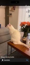 Lost Female Cat last seen hse, Miami, FL 33135