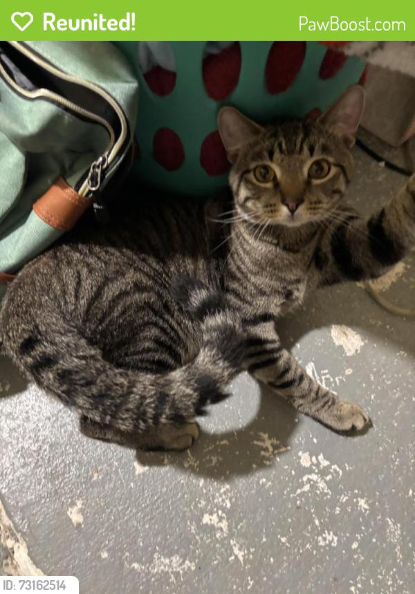 Reunited Male Cat last seen Iga Foods, Lumberton, NC 28358