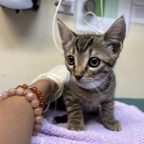 Shelter Stray Female Cat last seen , 361 S Raymond Ave, Pasadena, CA 91105, USA