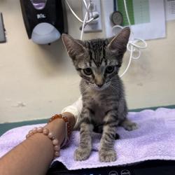 Shelter Stray Male Cat last seen , 361 S Raymond Ave, Pasadena, CA 91105, USA