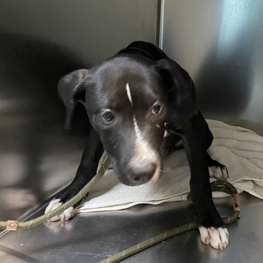 Shelter Stray Male Dog last seen , 361 S Raymond Ave, Pasadena, CA 91105, USA