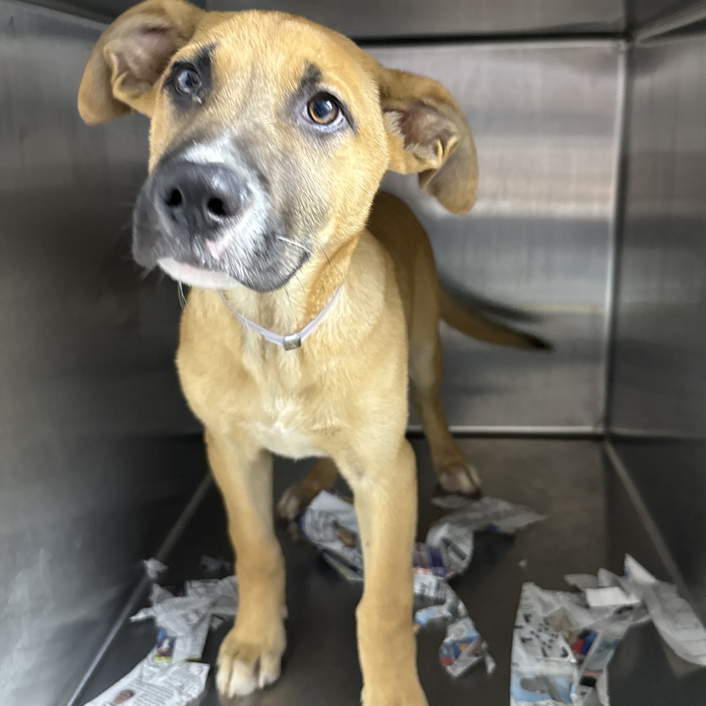 Shelter Stray Male Dog last seen , 1901 N 31st Ave, Hattiesburg, MS 39401, USA