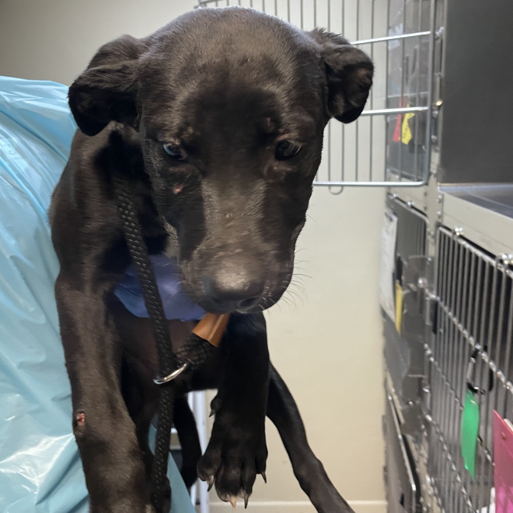 Shelter Stray Female Dog last seen , 361 S Raymond Ave, Pasadena, CA 91105, USA
