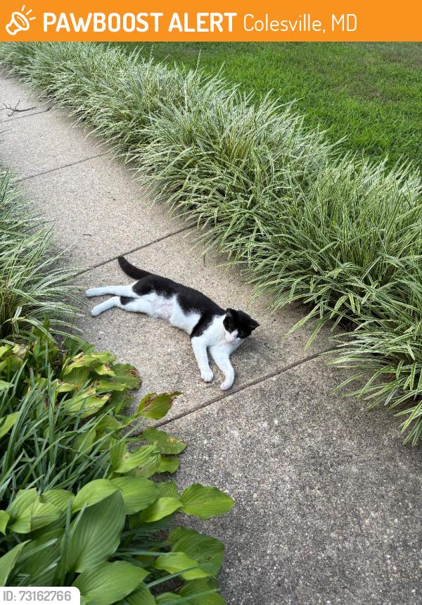 Found/Stray Unknown Cat last seen Randolph Rd & Tamarack Rd, Colesville, MD 20904