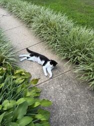 Found/Stray Unknown Cat last seen Randolph Rd & Tamarack Rd, Colesville, MD 20904