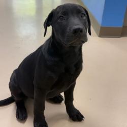 Shelter Stray Male Dog last seen , 901 N Haverty St, Pine Bluff, AR 71601, USA