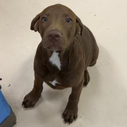 Shelter Stray Male Dog last seen , 901 N Haverty St, Pine Bluff, AR 71601, USA