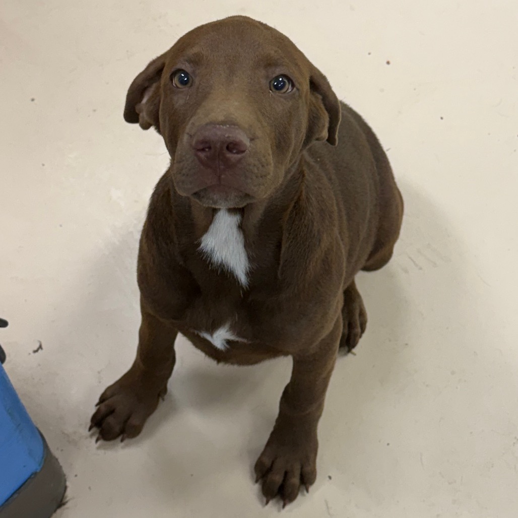 Shelter Stray Male Dog last seen , 901 N Haverty St, Pine Bluff, AR 71601, USA