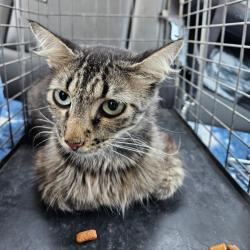 Shelter Stray Unknown Cat last seen , 141 Canna Ln, Lake Jackson, TX 77566, USA