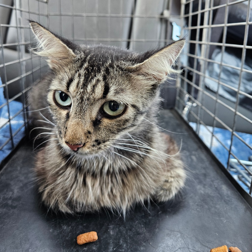 Shelter Stray Unknown Cat last seen , 141 Canna Ln, Lake Jackson, TX 77566, USA