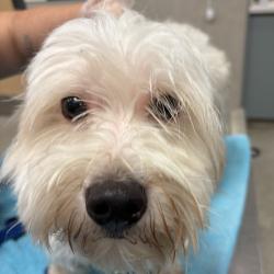 Shelter Stray Male Dog last seen , 8464 Beach Blvd, Jacksonville, FL 32216, USA
