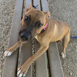 Shelter Stray Male Dog last seen , Animal Care & Control Team of Philly, 111 W Hunting Park Ave, Philadelphia, PA 19140, USA