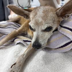 Shelter Stray Female Dog last seen , 8464 Beach Blvd, Jacksonville, FL 32216, USA