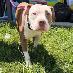 Shelter Stray Male Dog last seen , Animal Care & Control Team of Philly, 111 W Hunting Park Ave, Philadelphia, PA 19140, USA