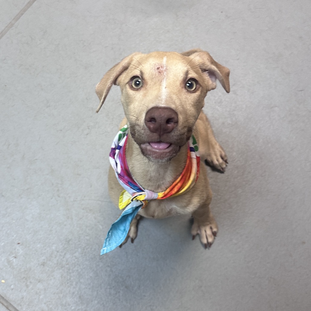 Shelter Stray Male Dog last seen , 4900 Milgen Rd, Columbus, GA 31907, USA