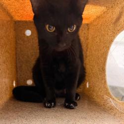 Shelter Stray Female Cat last seen , Animal Care & Control Team of Philly, 111 W Hunting Park Ave, Philadelphia, PA 19140, USA