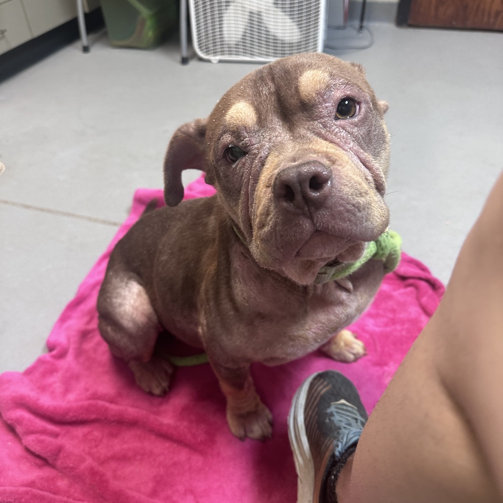 Shelter Stray Female Dog last seen , 4900 Milgen Rd, Columbus, GA 31907, USA