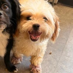 Shelter Stray Unknown Dog last seen , Animal Care & Control Team of Philly, 111 W Hunting Park Ave, Philadelphia, PA 19140, USA