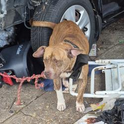 Shelter Stray Female Dog last seen , 4900 Milgen Rd, Columbus, GA 31907, USA
