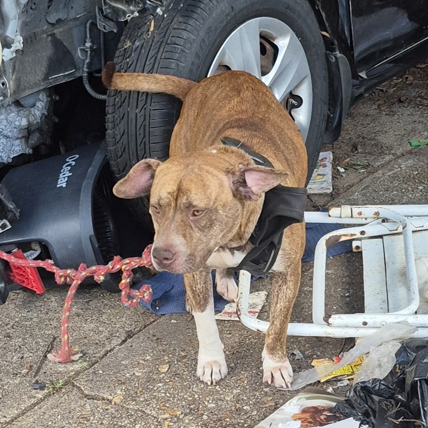Shelter Stray Female Dog last seen , 4900 Milgen Rd, Columbus, GA 31907, USA