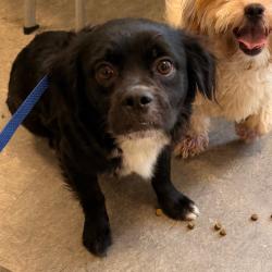 Shelter Stray Unknown Dog last seen , Animal Care & Control Team of Philly, 111 W Hunting Park Ave, Philadelphia, PA 19140, USA