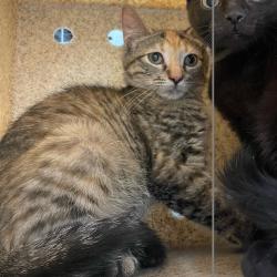 Shelter Stray Unknown Cat last seen , Animal Care & Control Team of Philly, 111 W Hunting Park Ave, Philadelphia, PA 19140, USA