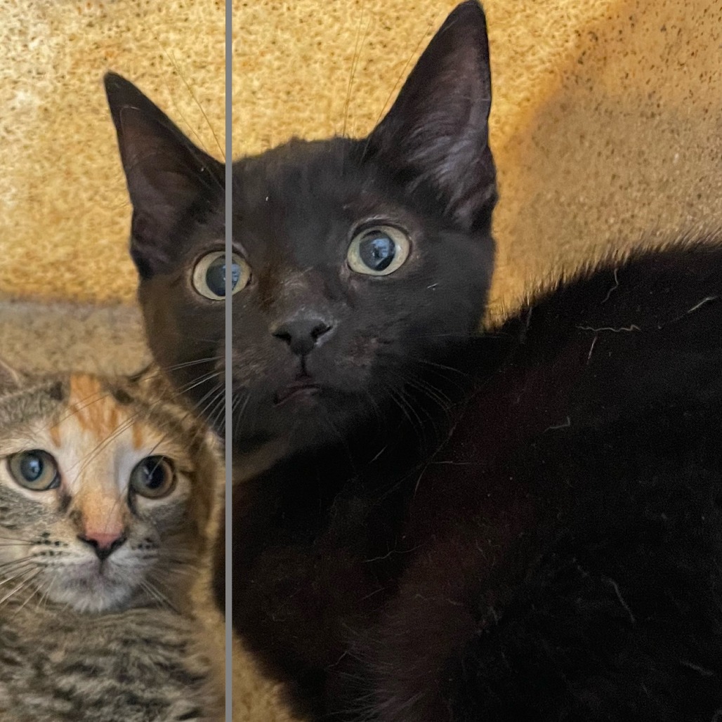 Shelter Stray Unknown Cat last seen , Animal Care & Control Team of Philly, 111 W Hunting Park Ave, Philadelphia, PA 19140, USA