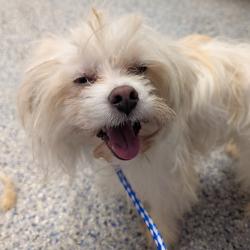 Shelter Stray Male Dog last seen , 328 Furman Hall Rd, Greenville, SC 29609, USA