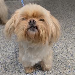 Shelter Stray Female Dog last seen , 328 Furman Hall Rd, Greenville, SC 29609, USA
