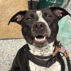 Shelter Stray Female Dog last seen , 328 Furman Hall Rd, Greenville, SC 29609, USA