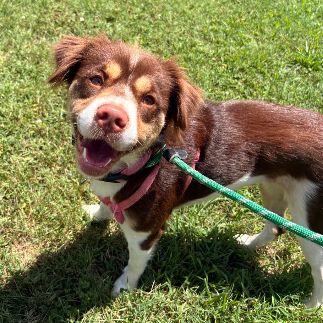 Shelter Stray Female Dog last seen , 328 Furman Hall Rd, Greenville, SC 29609, USA