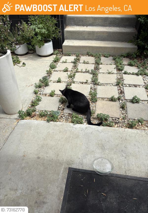 Found/Stray Unknown Cat last seen Division latinway, Los Angeles, CA 90065