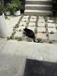 Found/Stray Unknown Cat last seen Division latinway, Los Angeles, CA 90065